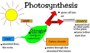 Photosynthesis: Information sheet, Videos and worksheets + Answer sheet —  Steemit