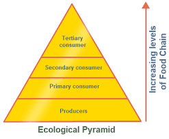 Environmental Sciences: Ecological pyramids