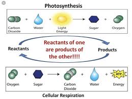 Biology Unit 5 - Cellular Respiration and Photosynthesis Flashcards |  Quizlet