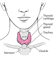 Overview of the Thyroid Gland - Hormonal and Metabolic Disorders - Merck  Manuals Consumer Version