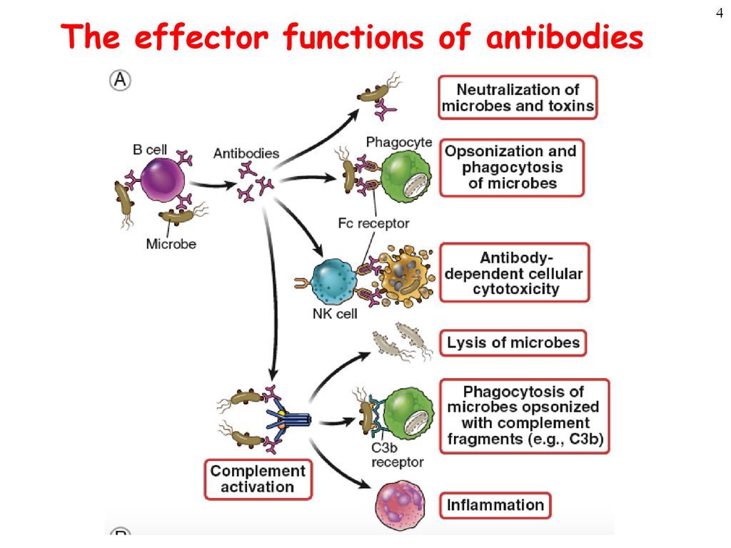 This image has an empty alt attribute; its file name is Theeffectorfunctionsofantibodies.jpg